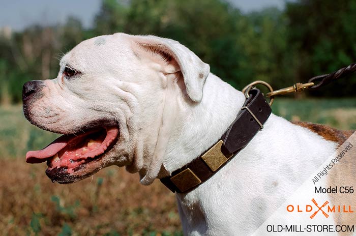 1 1/2 inch wide Leather Collar for American Bulldog